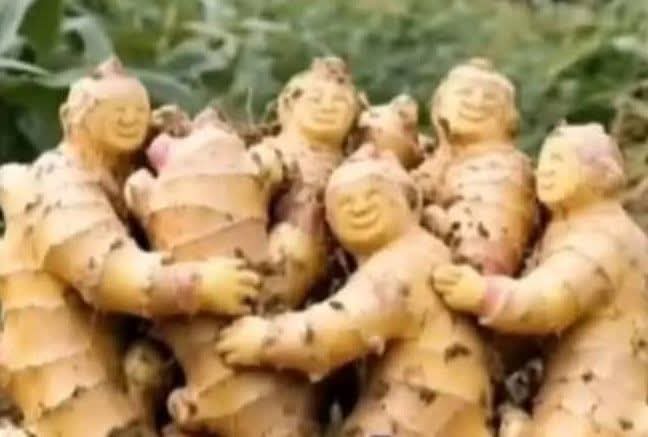 सर्दियों की चाय के लिए कुटने से पहले ,,😍🔥
अंतिम बार गले मिलता हुआ एक अदरक परिवार...see more