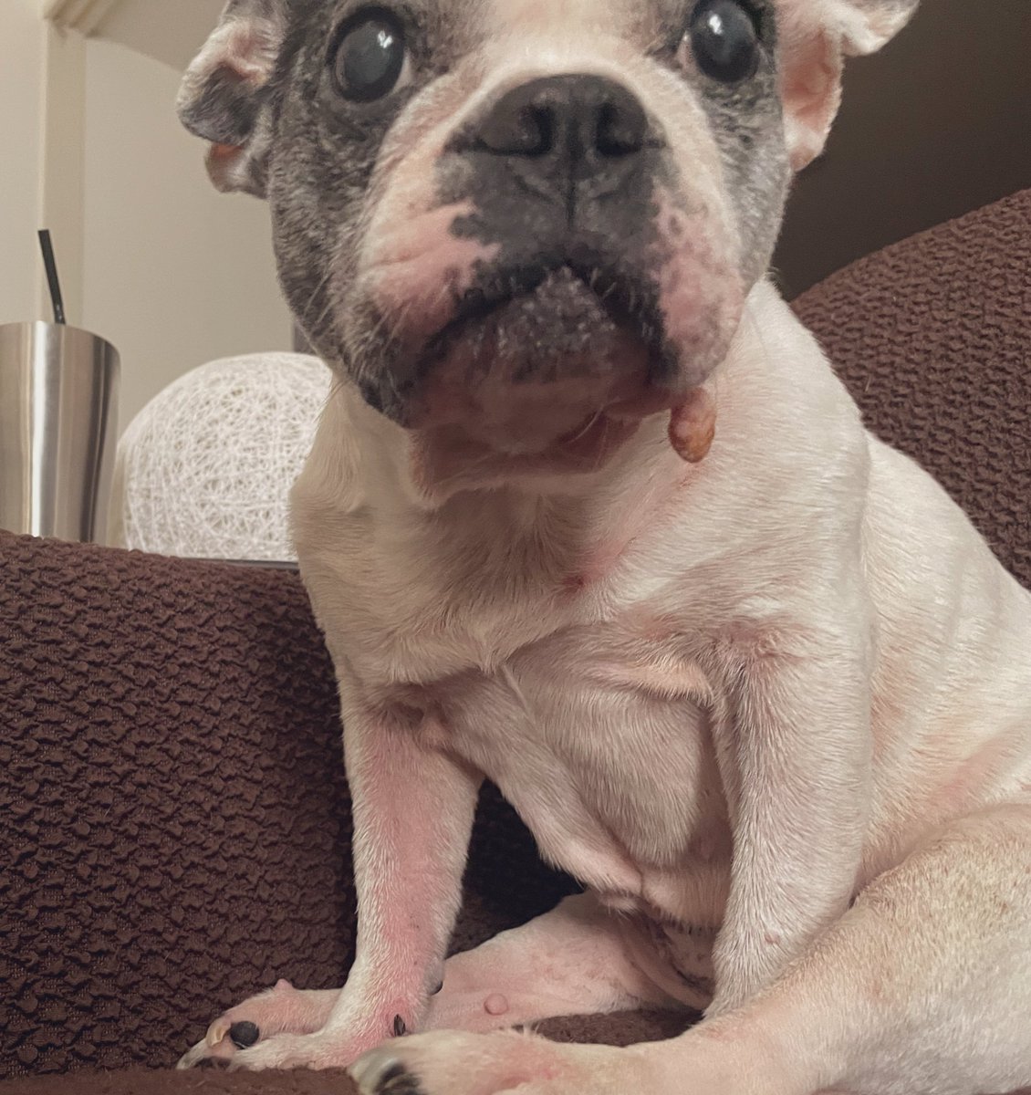 くるみ　100DaysSavingChallenge　フレブル めぐ on X