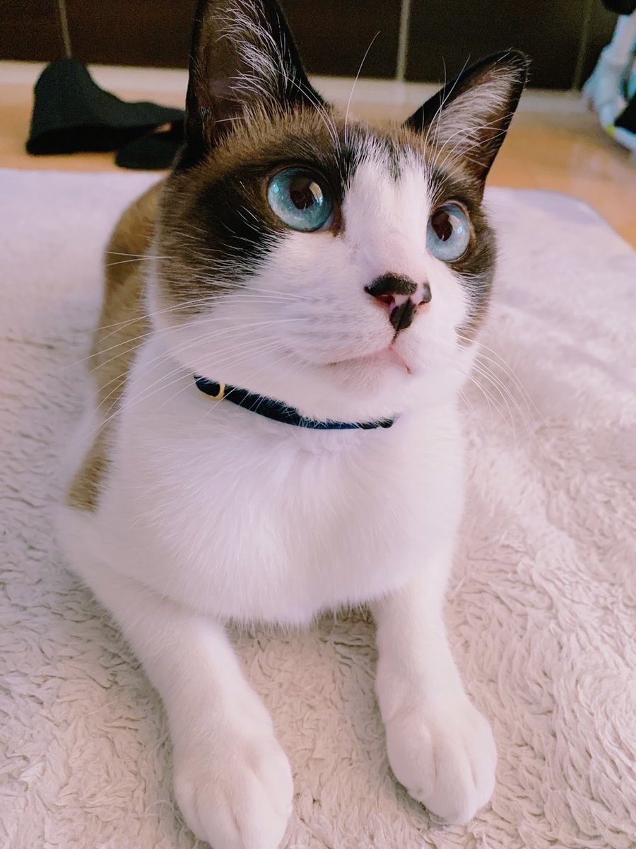 pfirsich_jam's tweet image. さっき別SNSで「ねこ飼ってて可愛さのピークが過ぎたらどうするのって言われた」という話を見かけたけど
知らんのか?
ねこの可愛さはずっと毎日がピークなんだぜ