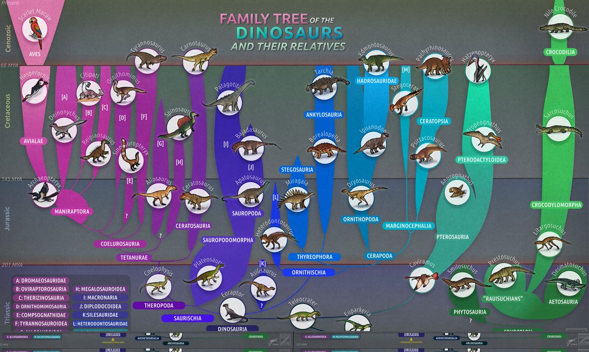 New! An educational poster of a simplified phylogenetic of the dinosaurs and other Archosaurs