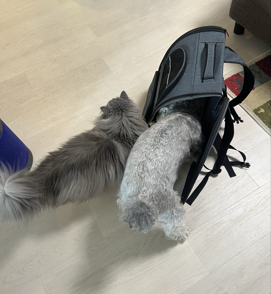 mini_MOZU's tweet photo. どっちのキャリーかな？？って探り合ってた https://t.co/OyL0wO8d86