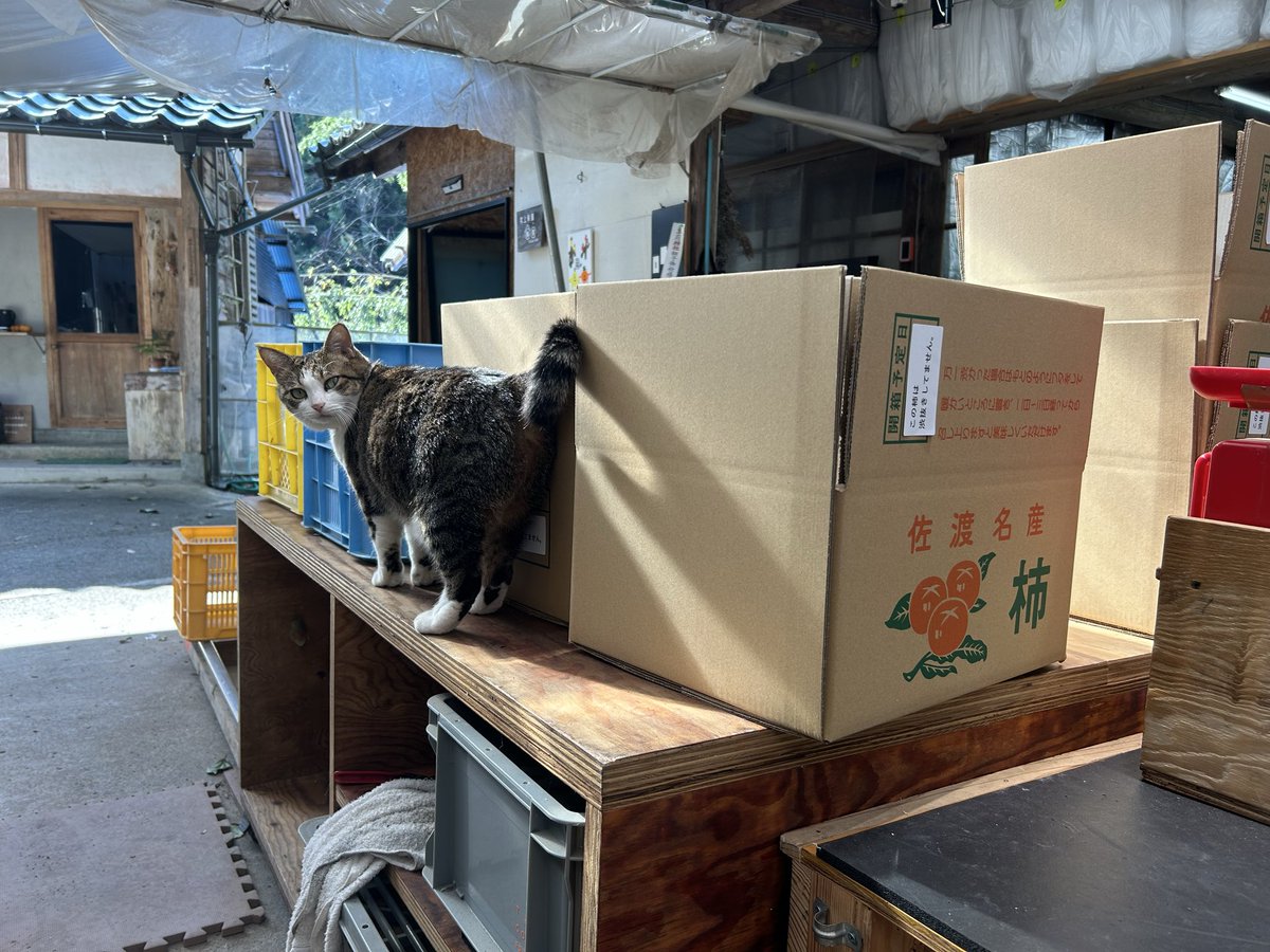 柿のお手伝い。