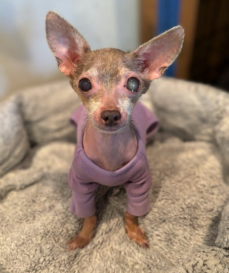 pgmp_inc's tweet image. Part of a cruelty case, this tiny boy spent a very long time waiting behind shelter walls for his freedom ride.. 

pawsgivemepurpose.com/meet-mickey/

#meetmickey #secondchanceatlife #donate #sanctuary