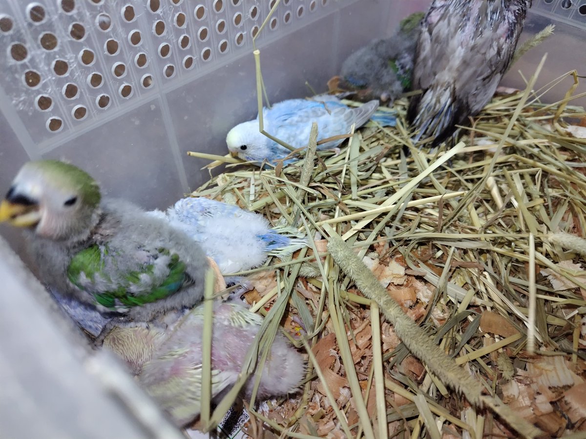 仲良しインコ J・アシスト on X