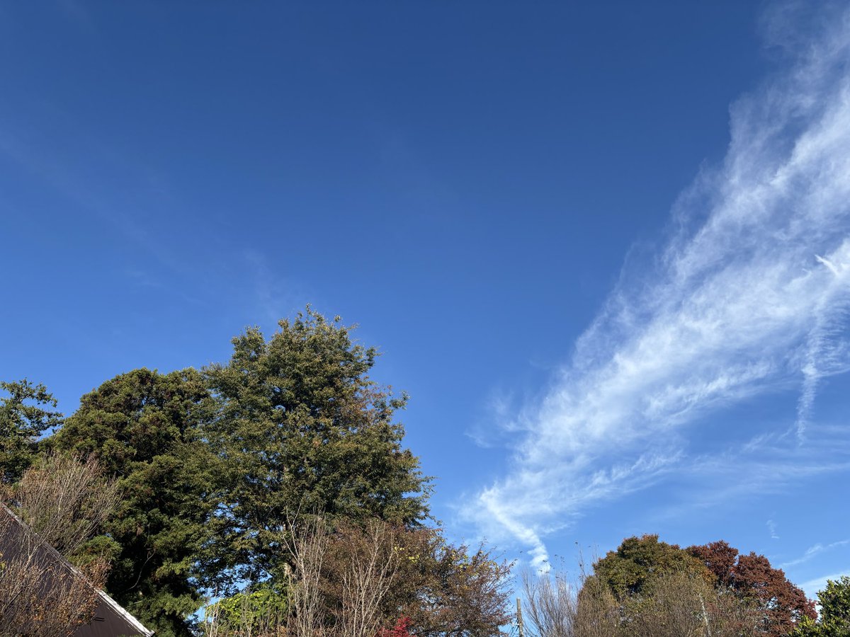 桜さくさく🌸 on X