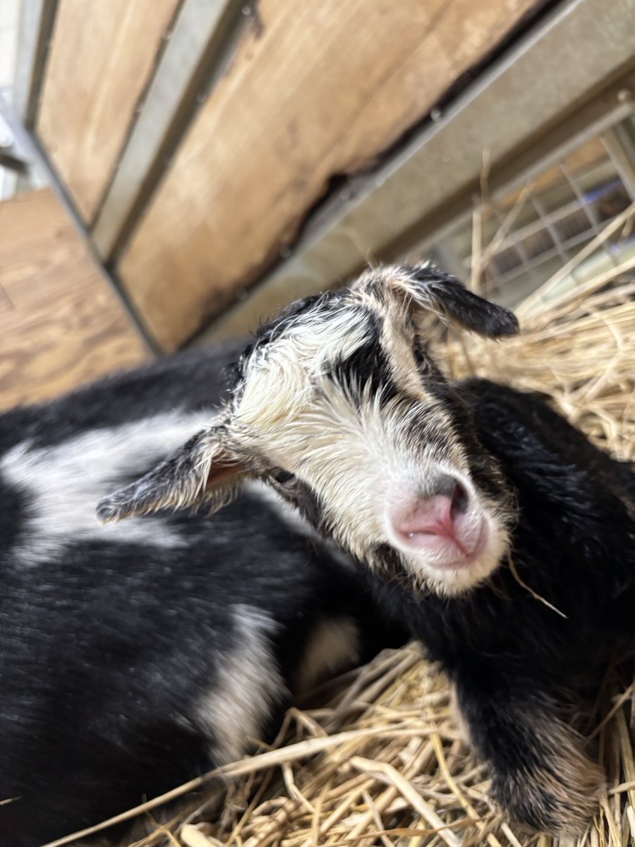 産まれて1時間後の仔ヤギ🥰 #トカラヤギ #仔ヤギ #出産 #八木山動物