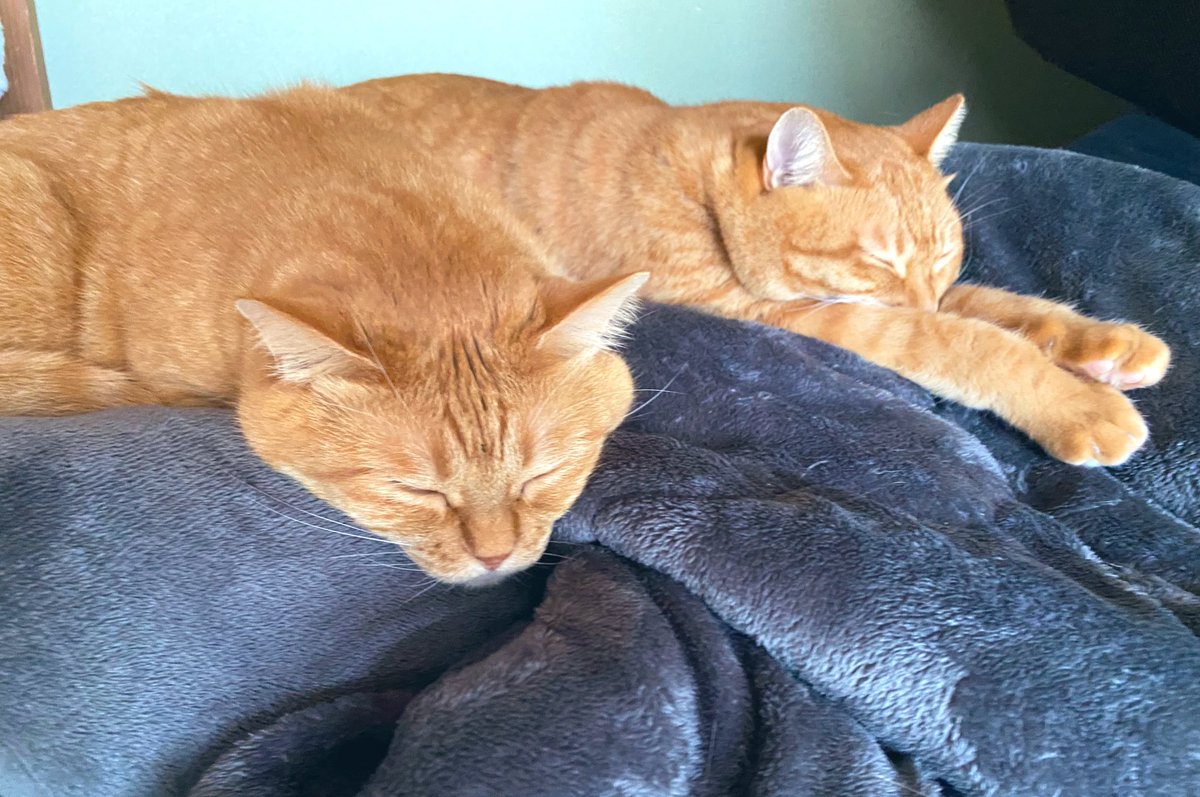 茶トラちゃん♡3匹♡ (@mememimi728) / Posts and Replies / X