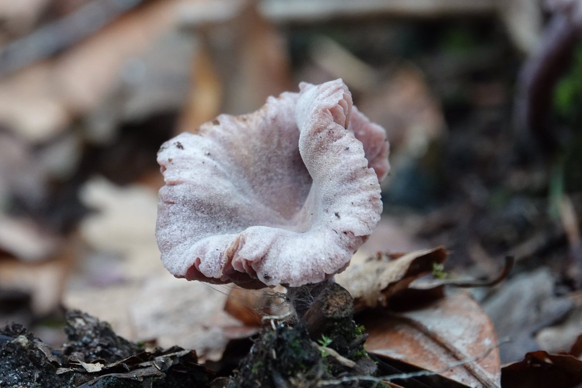 Goedemorgen. Paddenstoelen dan maar, het is tenslotte herfst. En zo breng ik de natuur weer naar jullie toe. Fijne woensdag.