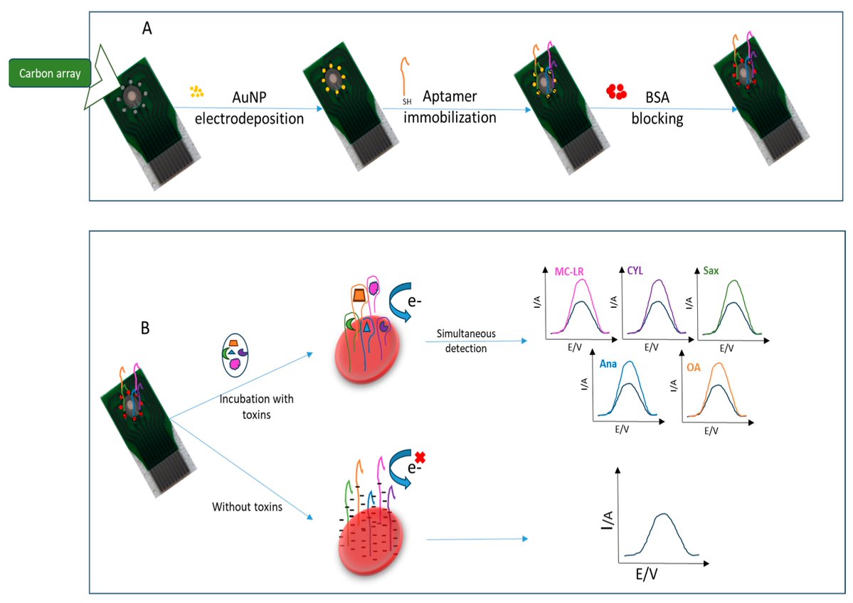 Biosensors_MDPI's tweet image. 📣Call for Reading:

#Article
Development of a Multiplexed Electrochemical Aptasensor for the Detection of Cyanotoxins

by Amina Rhouati, et al.

mdpi.com/2079-6374/14/6…

#multiplexeddetection #aptasensor #Cyanotoxins #pollutants
#biosensors #mdpi #openaccess