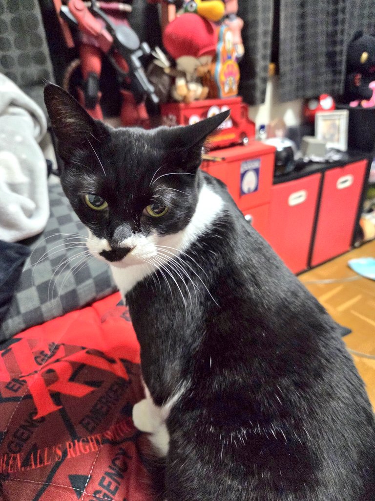 猫の画像 猫さん Buy ZX 700 - B34330 | GOAT