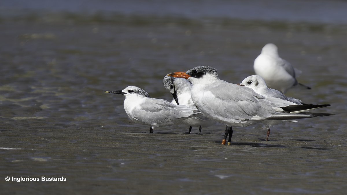 Otis_inglorius's tweet image. This ringed Caspian #Tern we encountered recently on our #BirdingTwoContinents #Tour on the fabled Merga Zerja lagoon in #Morocco was ringed as a chick on the Kvädö peninsula in Sweden! 3,101km away, 7 years and 118 days before our observation! 

#FlywayBirding