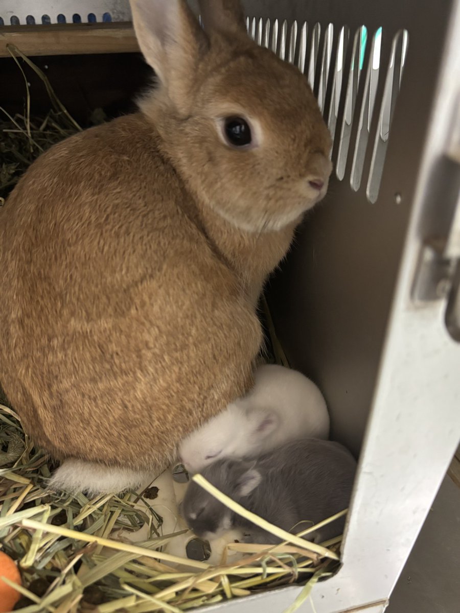 しこにゃん (@gimubw) / Posts / X