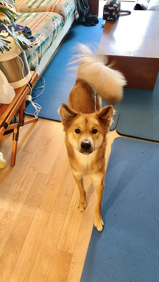 lambert078's tweet image. ㅋㅋㅋㅋㅋㅋ엄마한테 강아지 산책 같이가자고 전화햇는데 강아지가 옆에서 자기도 다 들엇다 고 함ㅋㅋㅋㅋ