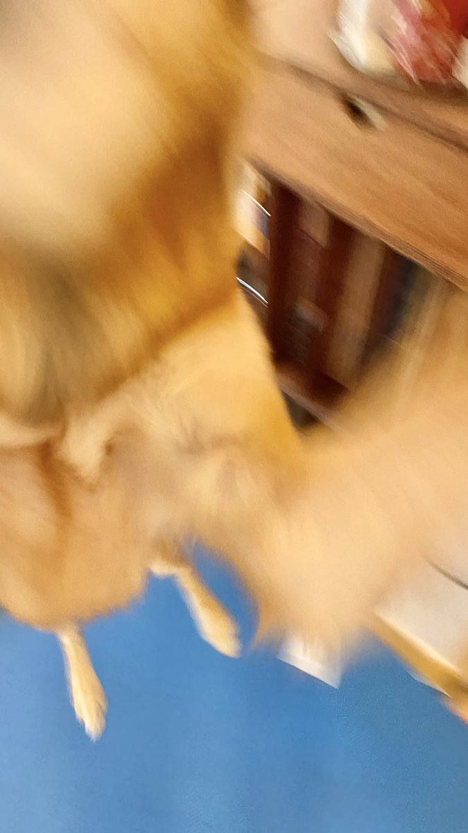 lambert078's tweet image. ㅋㅋㅋㅋㅋㅋ엄마한테 강아지 산책 같이가자고 전화햇는데 강아지가 옆에서 자기도 다 들엇다 고 함ㅋㅋㅋㅋ