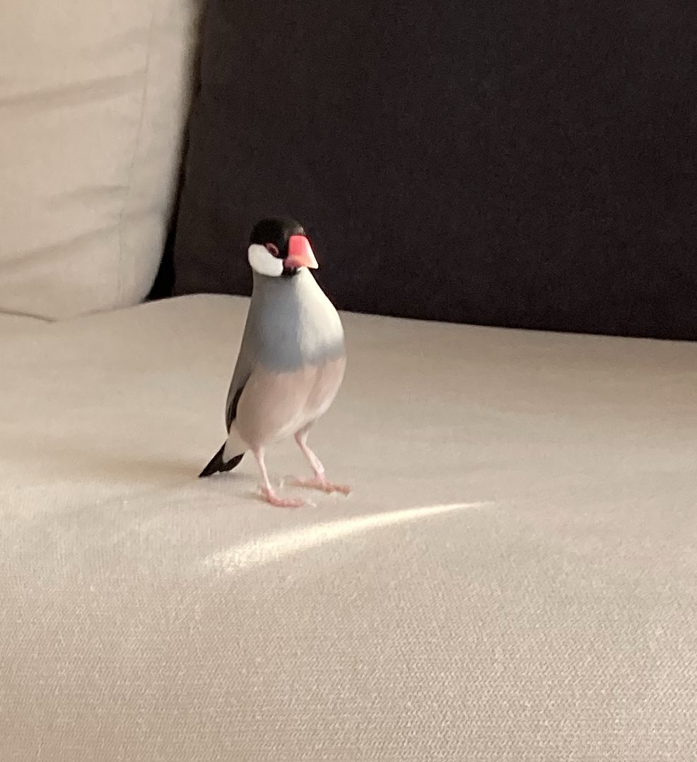 ★まりも★ まりも on X