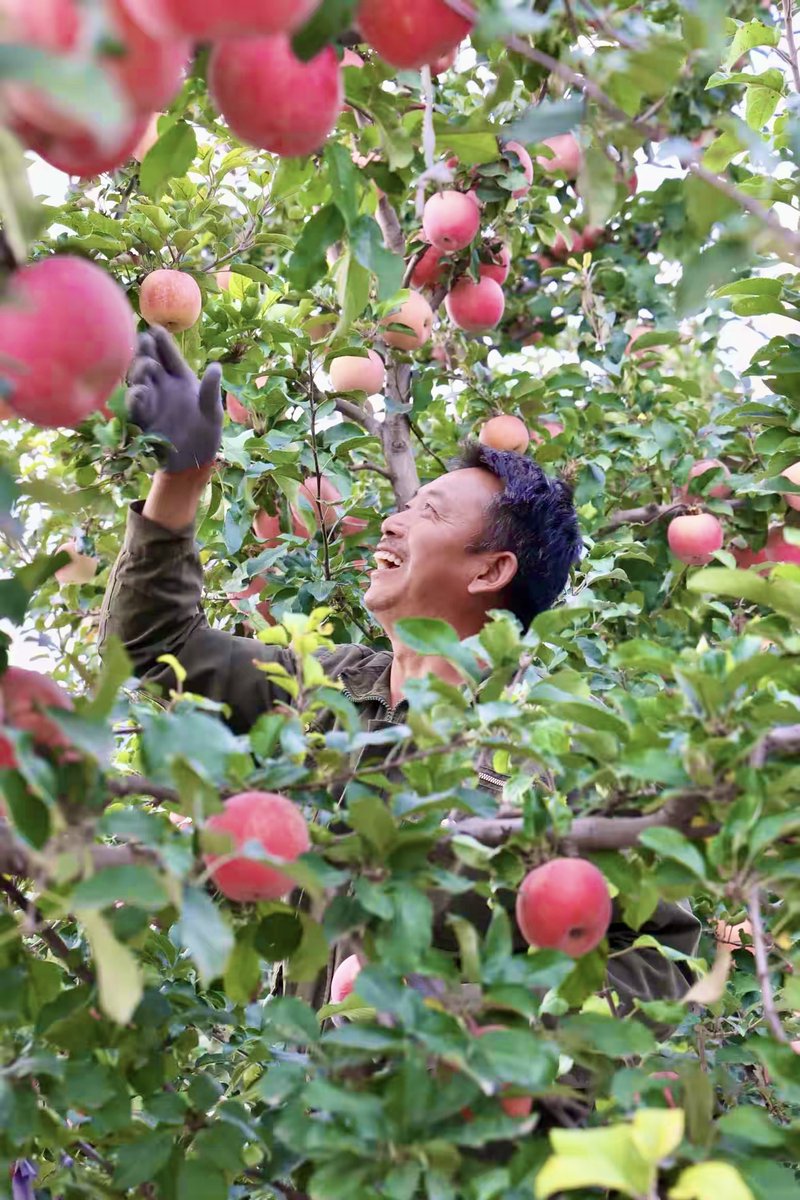 GoBaoding's tweet image. Step into the heart of Baoding’s rural life: watch as farmers use modern machinery to efficiently harvest crops, enjoy the fun of picking fresh fruits straight from the tree, and taste the flavors of autumn with local snacks made from newly harvested ingredients. Baoding’s autumn…
