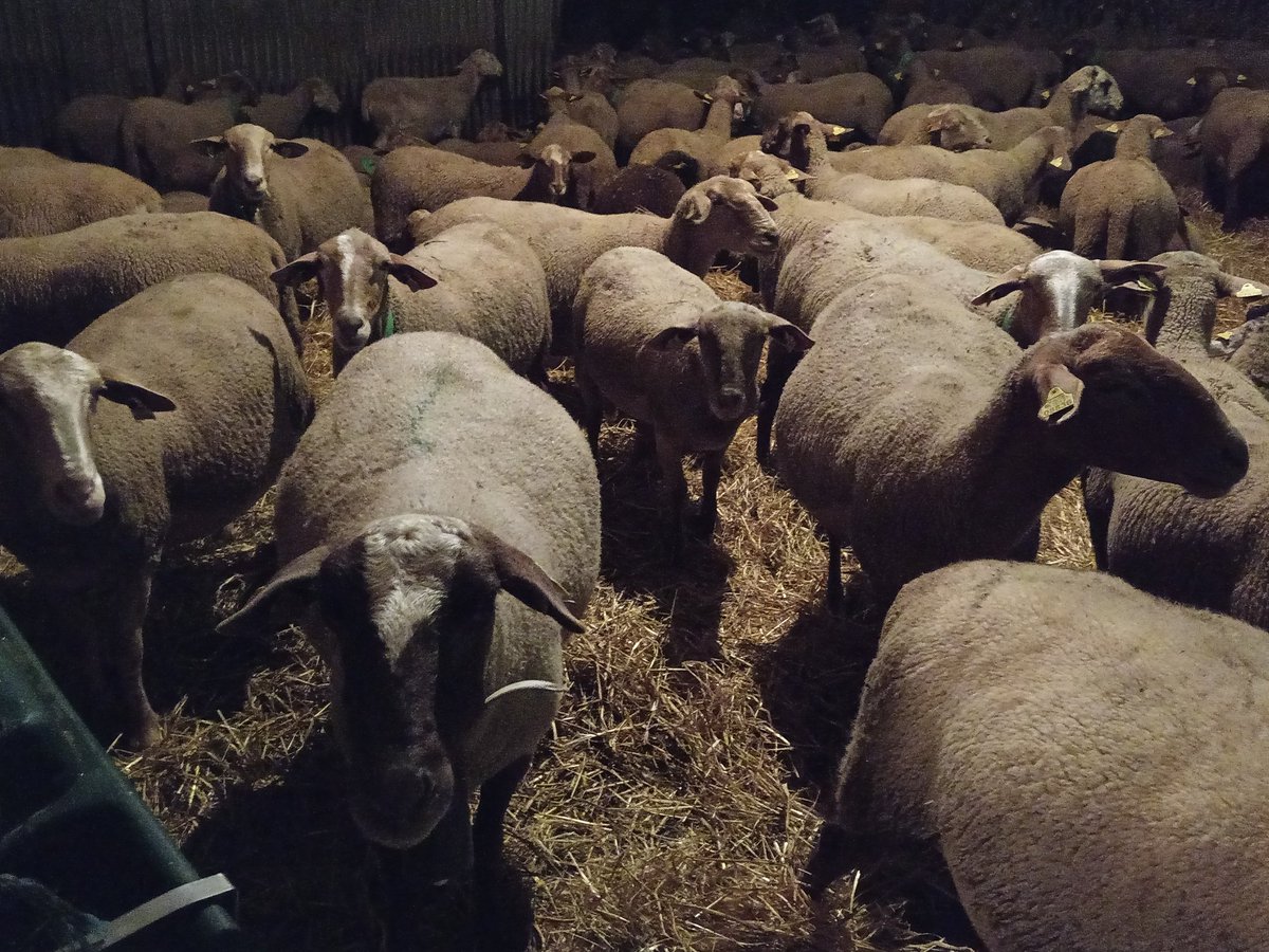 Igual de imprescindible que una bona i rica alimentació, també ho és un bon refugi recobert de palla daurada d'ordi.
#LaJaça
#HistòriesDunRamat
#SomPastors (guardians de bestiar)