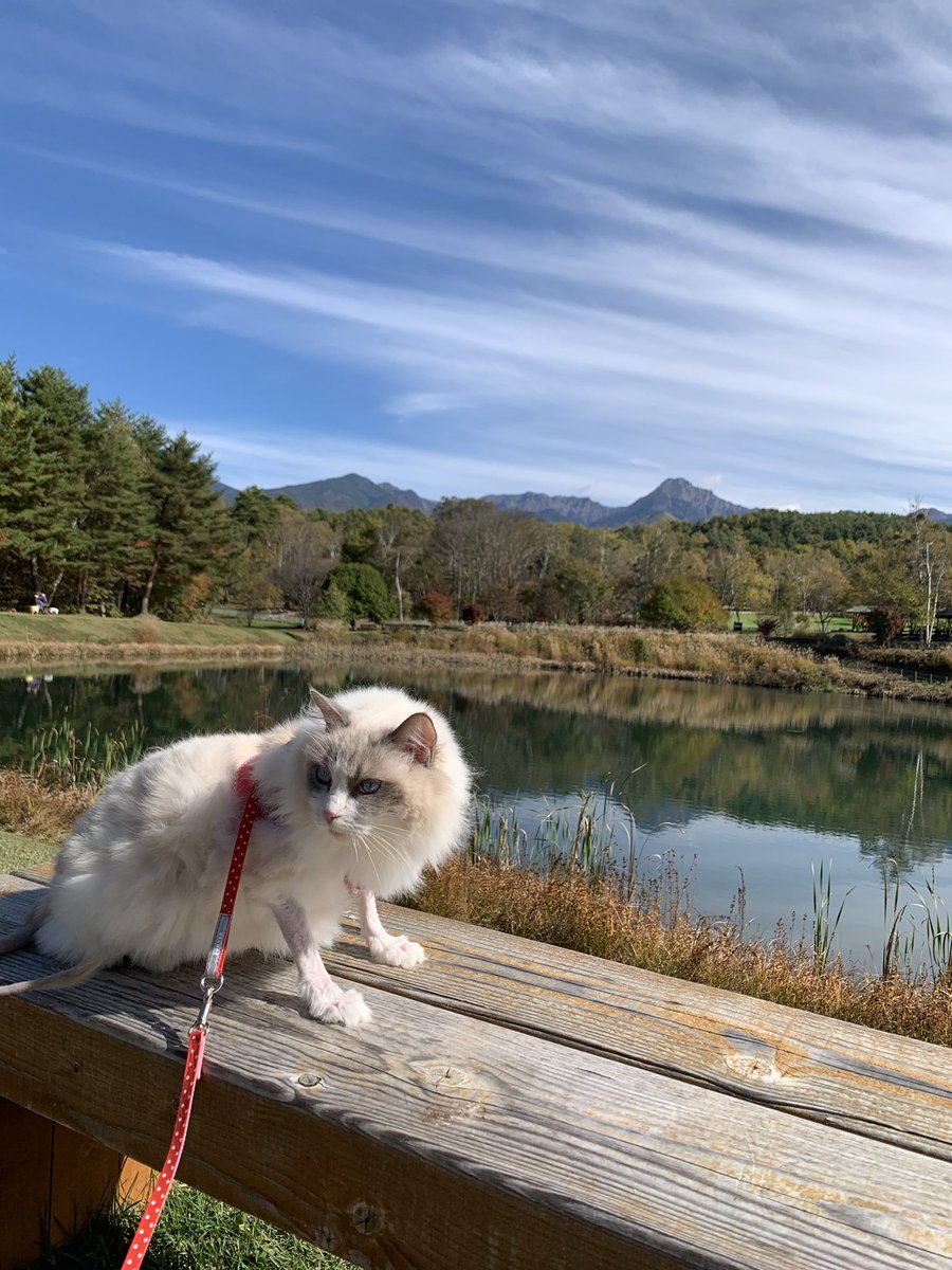 umikkote's tweet photo. 今朝、初霜がおりました

晴天の中、於市の方とまるやち湖に出掛けました

紅葉の季節です！ https://t.co/NUyXTHB9AJ