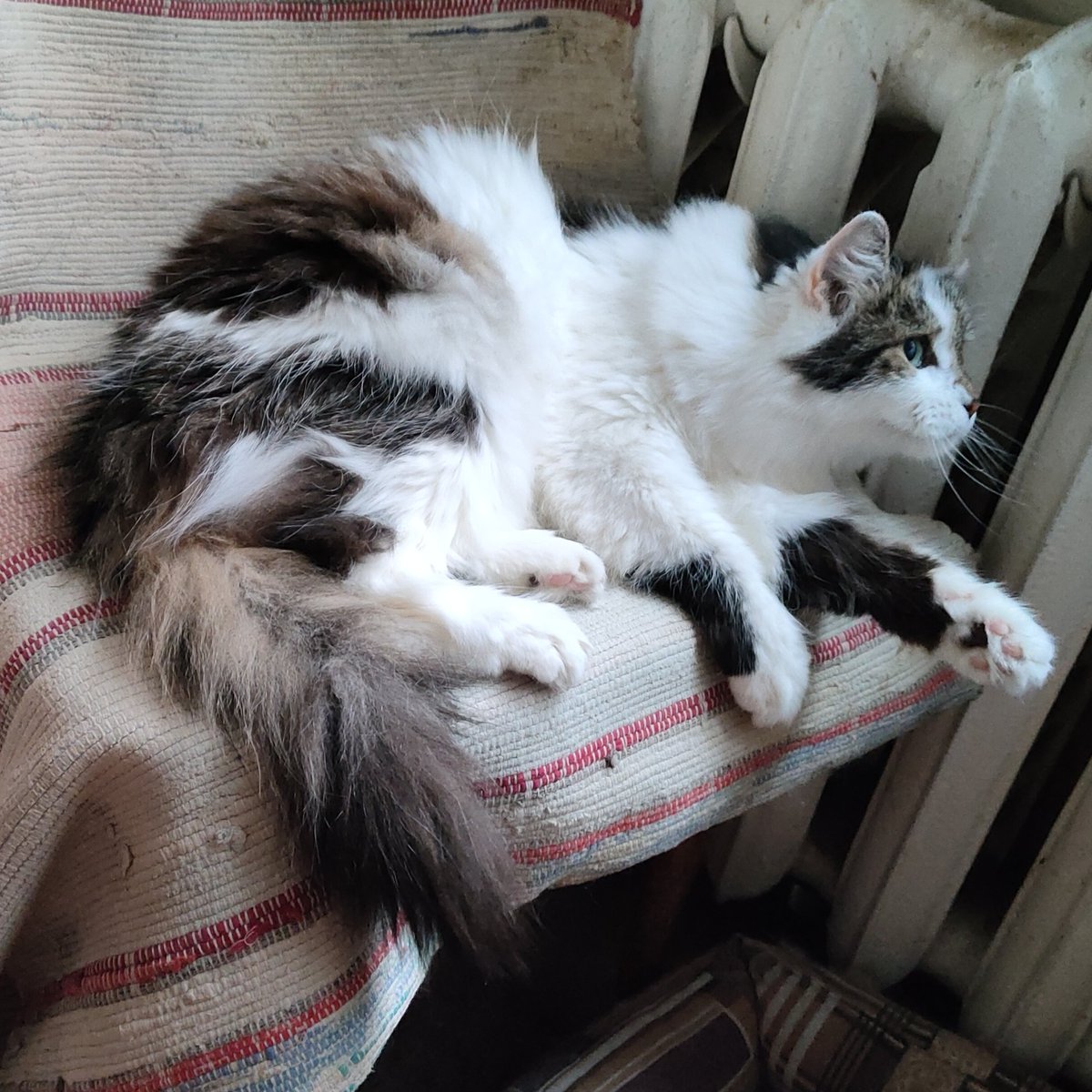 Мария #cat #catlover #catoftheday #кошка #kitten #catlovers #catsofworld #ilovemycat #AdoptDontShop #CatsLover #CatsOfTwitter