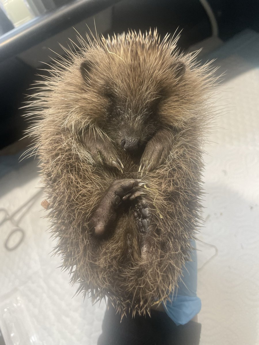 Prickle Lodge - Hedgehog Rescue tweet media