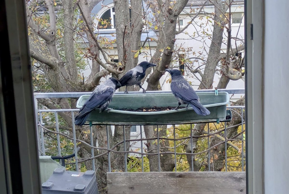 Commander Raika tweet media