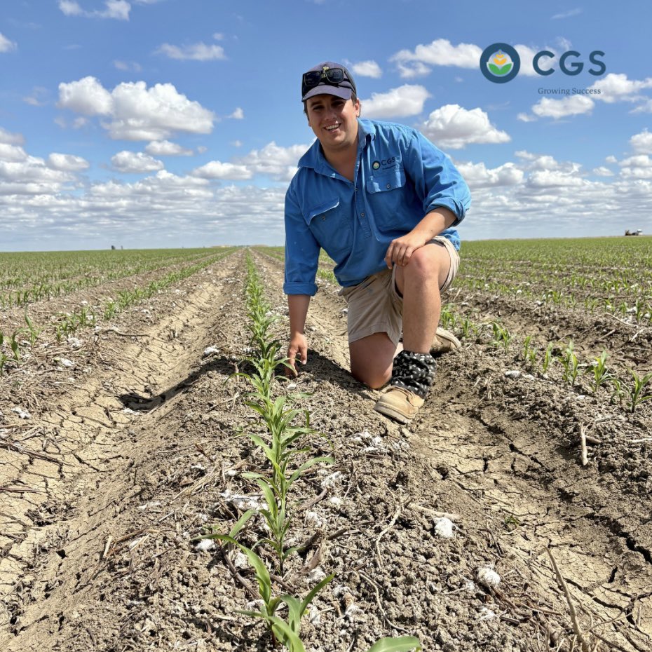Maize is up and growing strong for CGS Hay growers 🌱🌽
Checkout this photo from the field of Branch Manager Pat McGuinness and Agronomist Tom Gill in a field of <a href="/pioneerseedsau/">Pioneer Seeds - Australia</a> P1756 at the 5 leaf stage