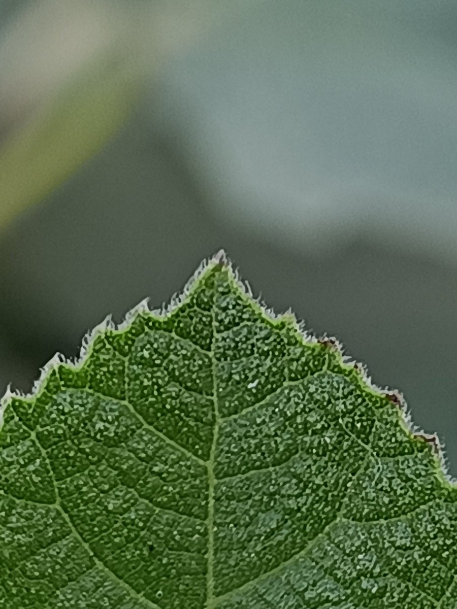 OwaisBaba__'s tweet image. Some Micro World Shots 📸 
Comment Your Favourite Shot or Drop a 🍂 Emoji.
#NaturePhotography #PhotographyIsArt