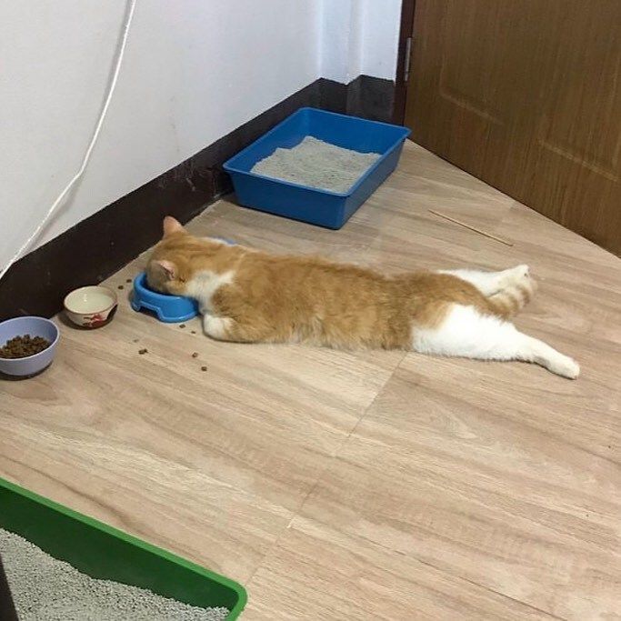 Why you should have a cat tweet media