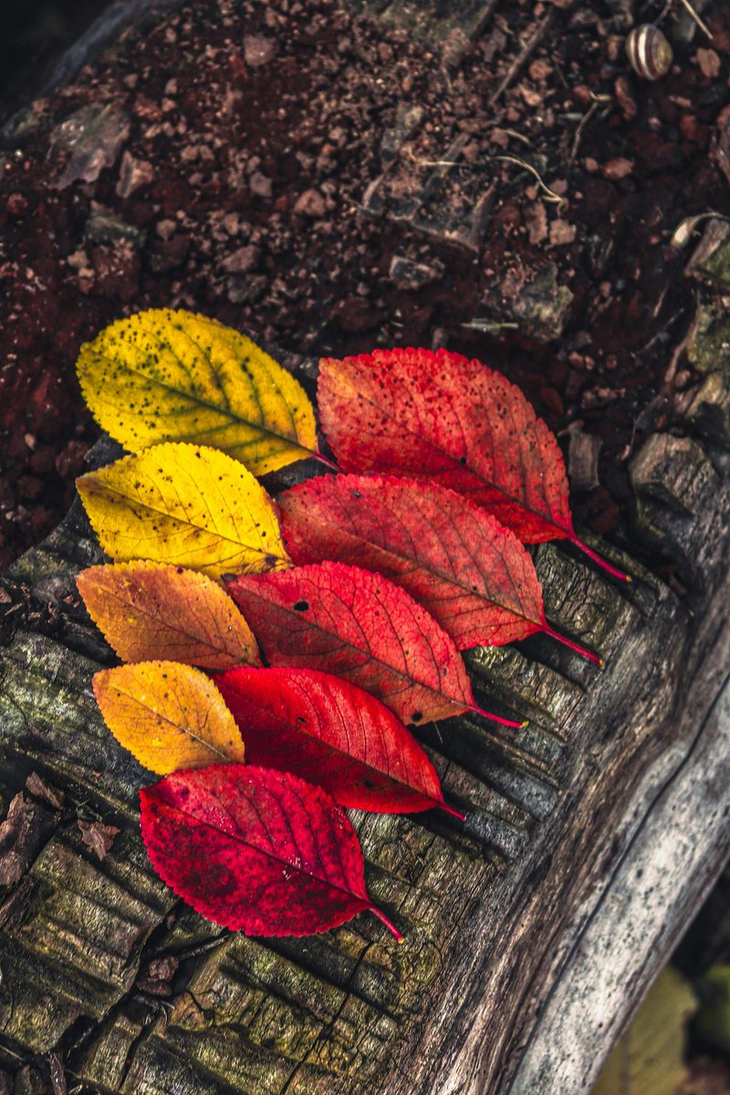 MESSAI_Bill's tweet image. Good Wednesday🍂
#WednesdayVibes