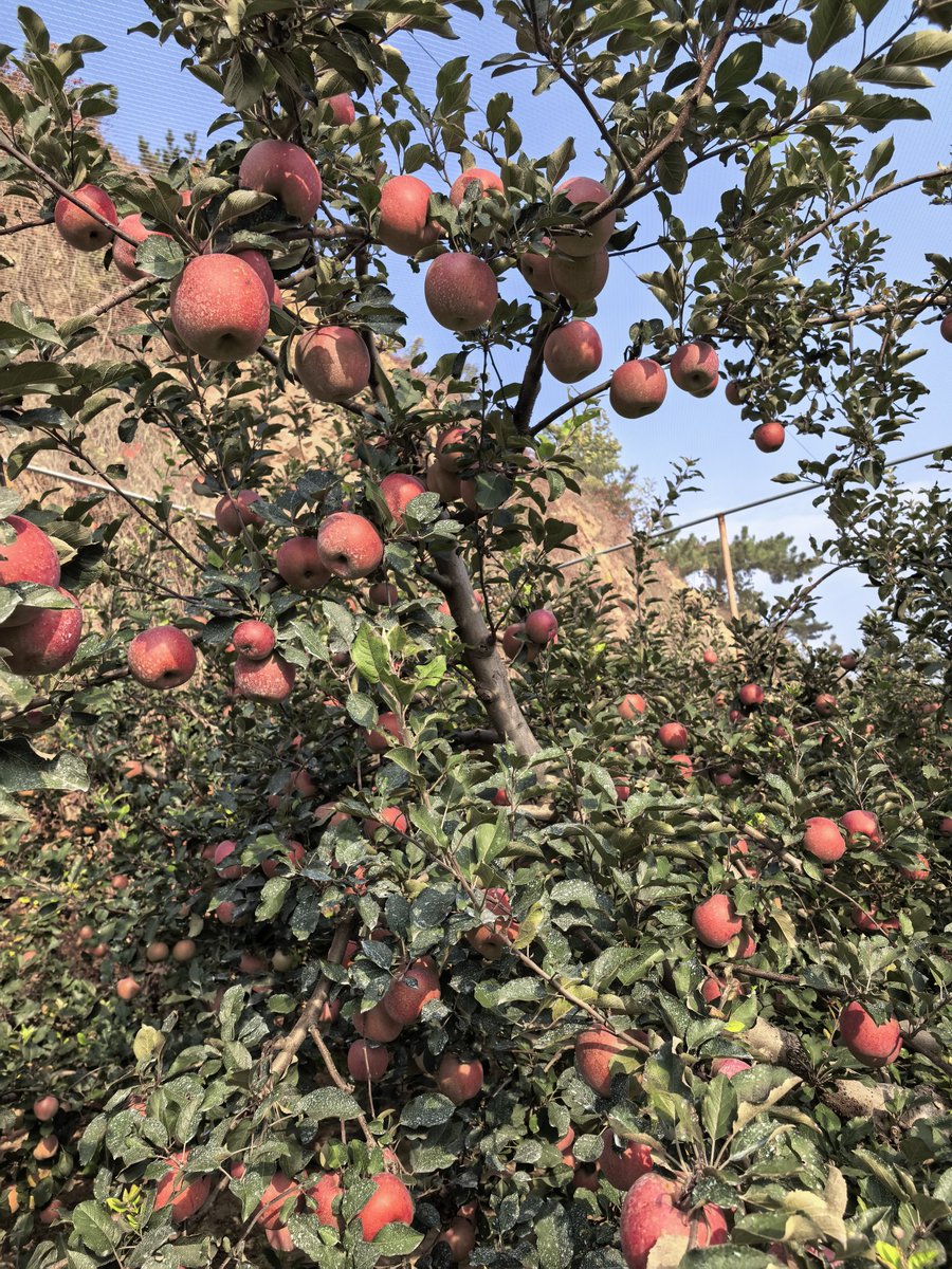 あ★ん！ NOVENA AGUNG DATEABLE (5/9) tweet media