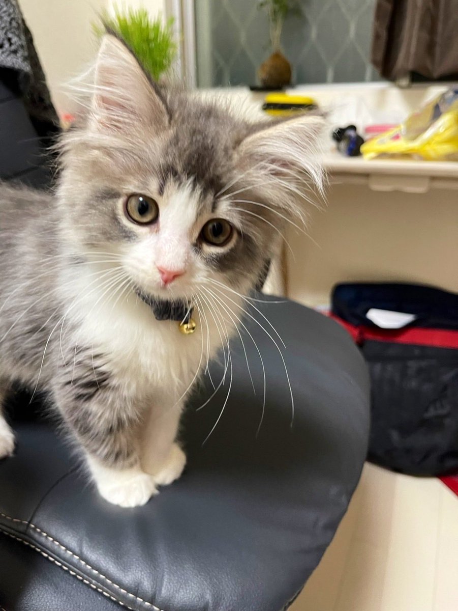 ボクが一番かわいいの顔
ギラ時代