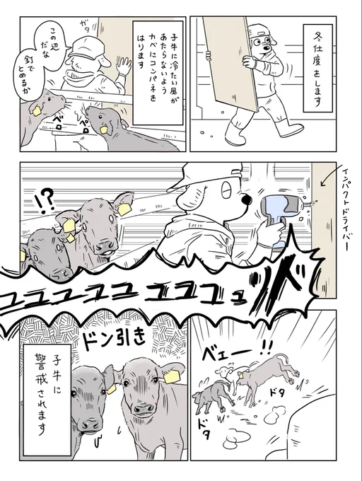 「冬支度」

大きな音をたてて和牛子牛に嫌われてきました。 