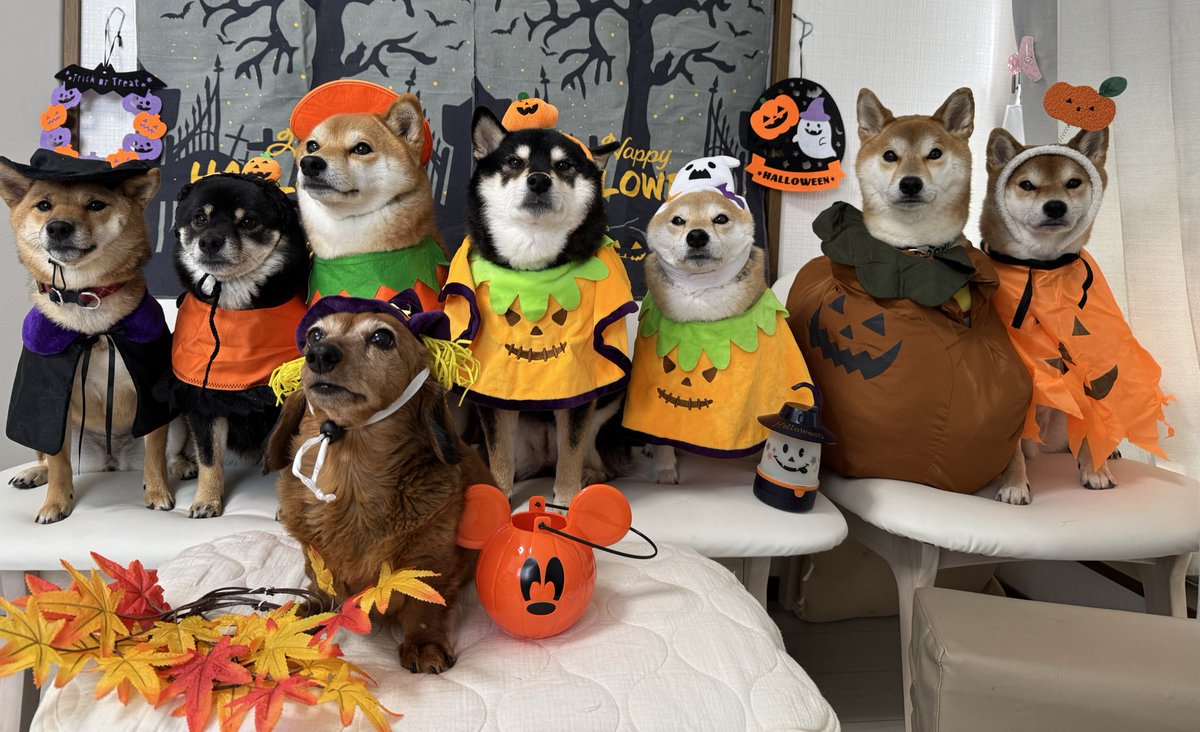 🎃👻
#柴犬