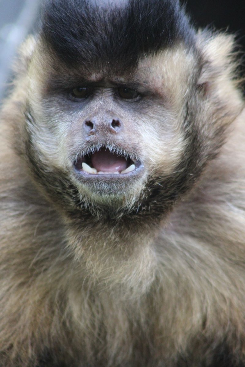 Great one of capuchin Franco, taken by Helen &amp; Lisa! Franco is the dominant male in his group, and is quite a good leader, even if he is a bit "brawn over brain" sometimes! He has a mischevious streak, but is kept in check by the dominant females in his group... girl power!