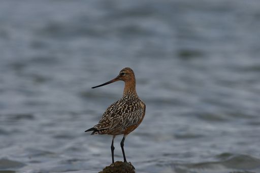 日本国内のシギ・チドリ類の状況は、全体として非常に厳しいという記事を書きました。

db3.bird-research.jp/news/202510-no…
#shigi_chi