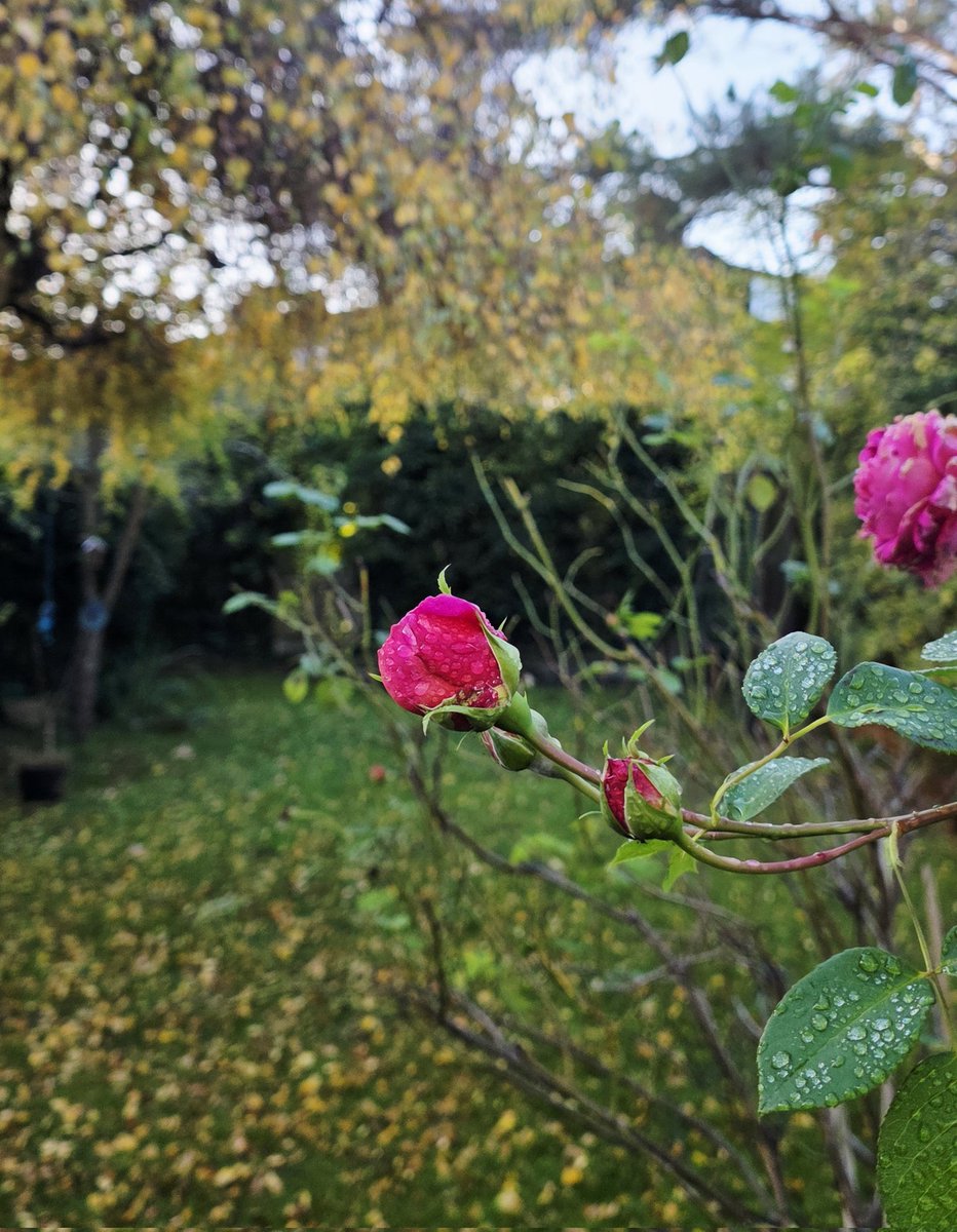 Goodmorning friends Happy #RoseWednesday Mine keeps on fighting 🌹✊️