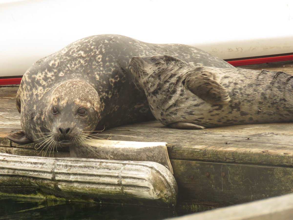 SplashOfAutumn tweet media