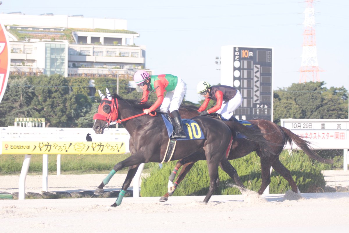 【現地】オルフェーヴル 【シンザン記念3着　きさらぎ賞2着　スプリングS1着】 現地】オルフェーヴル 【シンザン記念3着 きさらぎ賞2着