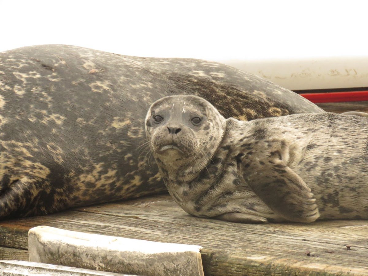 SplashOfAutumn tweet media