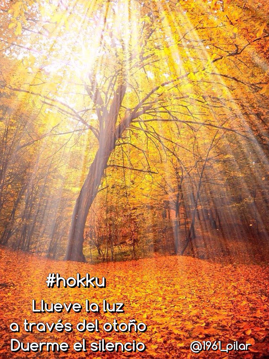 Un nuevo amanecer ¡Buenos días!

Llueve la luz...

~hokku~

#LYF15  #VAFlorDePiel