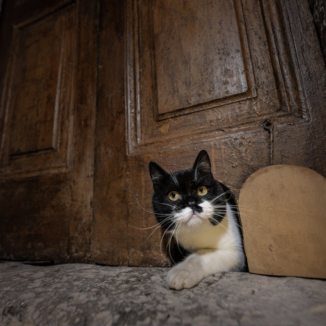 Topkapı Sarayı'ndaki kedi kapıları restore edildi.