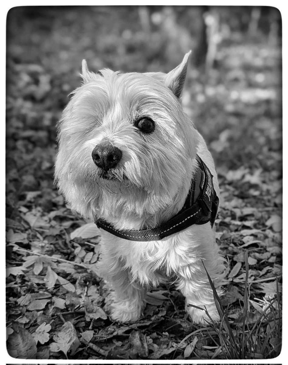 #Autumn walks 
His little face 🥰
Freddie is a 9 year old rescue Westie 
We like it when a little robin pops by 
Makes me say 'good morning' 
I listen to the leaves under us 
Freds' paws walking through them 
Things that make me happy 💛
#Gentleness 🩵
#Ready4Freddie 💚🐶