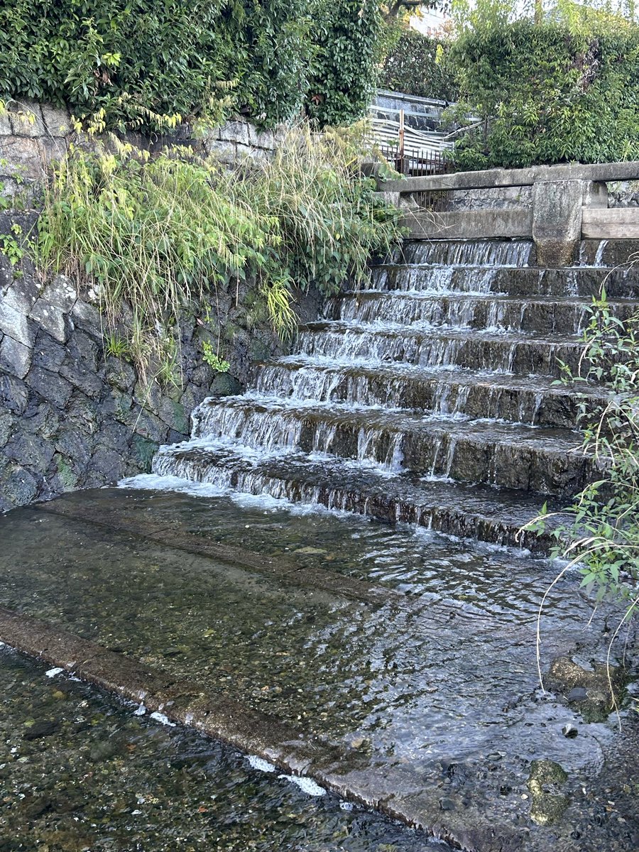 atelierLIB's tweet image. 鴨川の横を流れる禊川。
鴨さんたち、綺麗やなぁ🦆