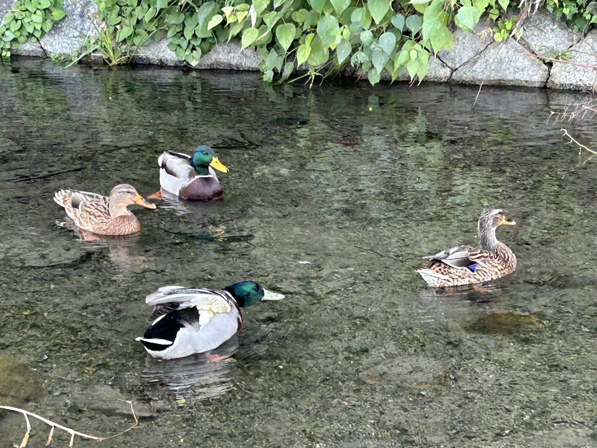 atelierLIB's tweet image. 鴨川の横を流れる禊川。
鴨さんたち、綺麗やなぁ🦆