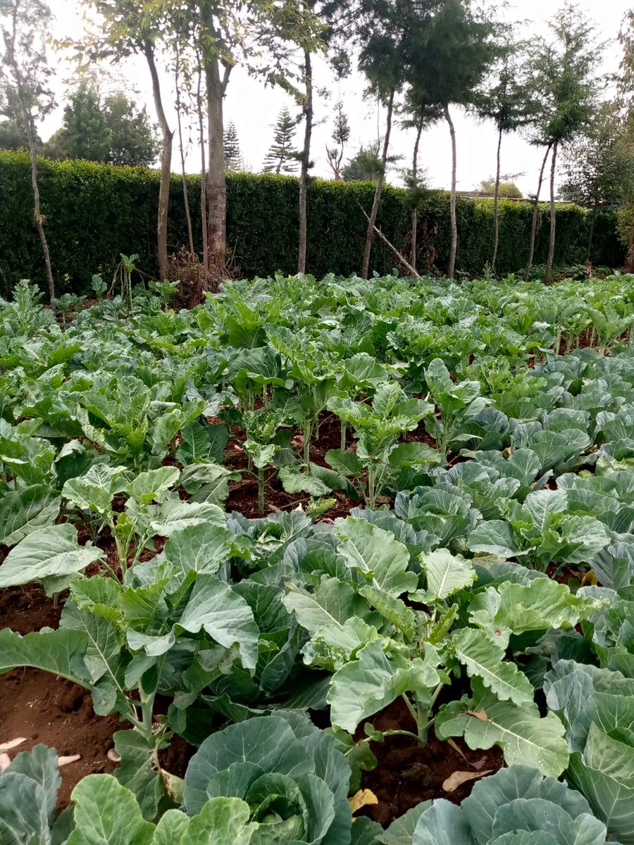 ctn_farming's tweet photo. Broccoli and beans , precision-grown for quality and sustainability.
At CTN, we combine modern farming with data-driven insights to deliver real results 🌿
👉 Explore more: https://t.co/eiihygaeK7

--- https://t.co/wDyUhl4XCG