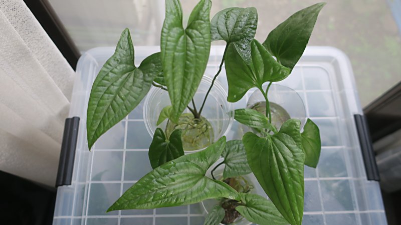 BUCEPHALANDRA for ポンコツ商店 キボーデコ (@kiboudeko) / Posts / X