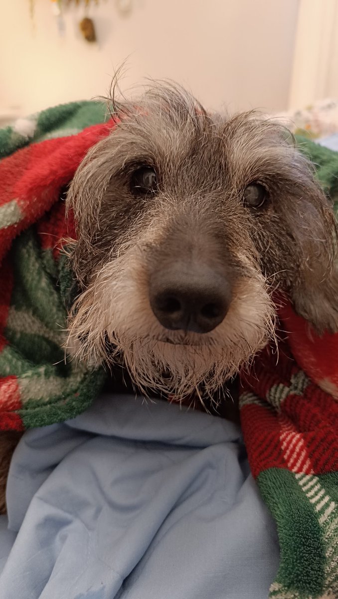 Buenos días mundo! Mitad de semana, esto está casi hecho! 💪🏻💪🏻💪🏻💪🏻 Feliz día! ❤️ 

#Chicho #abuelo #teckel #dachshund