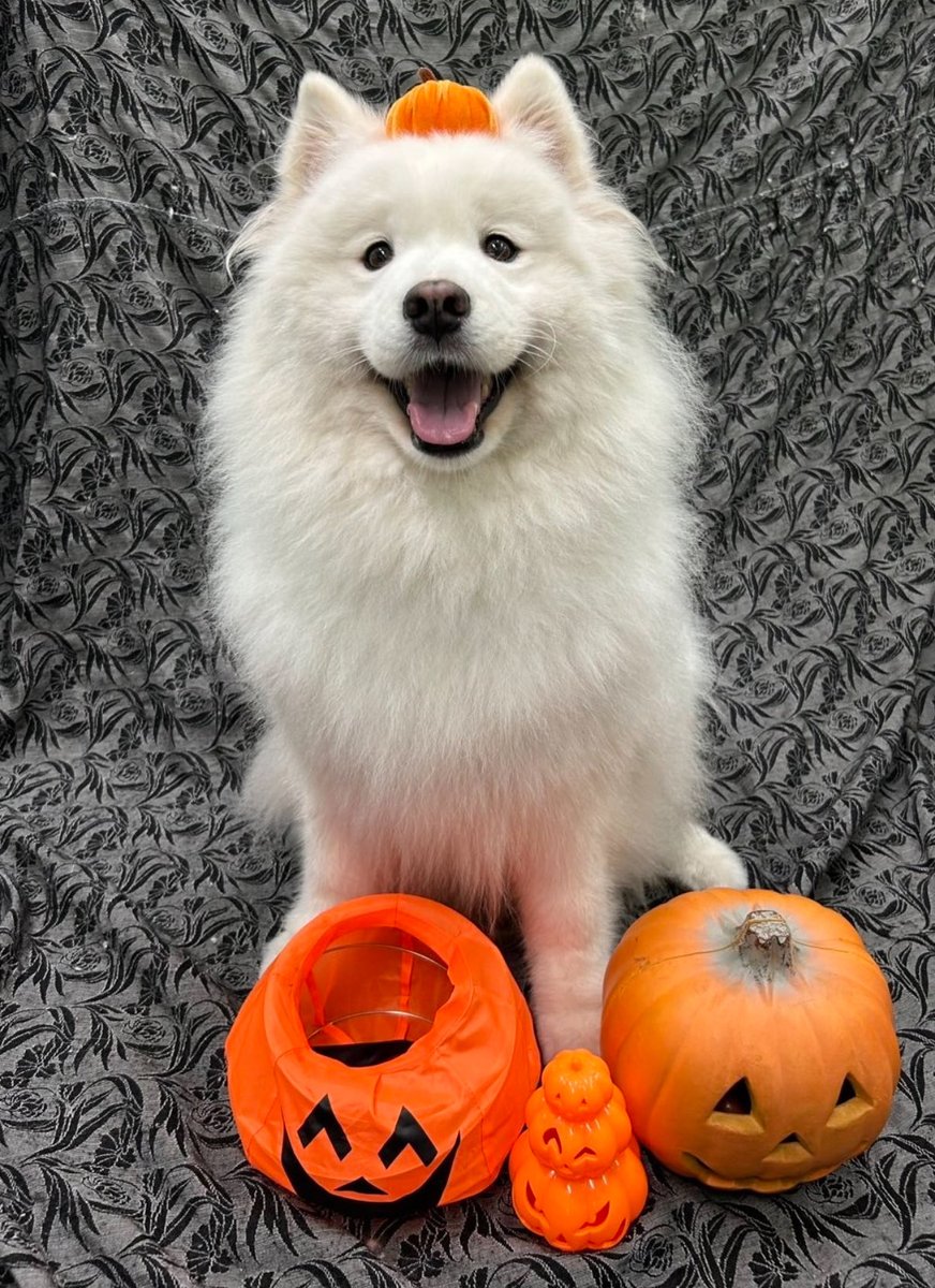 くぅちゃん✩.*˚様　オーダー品 紫優shiyu on X