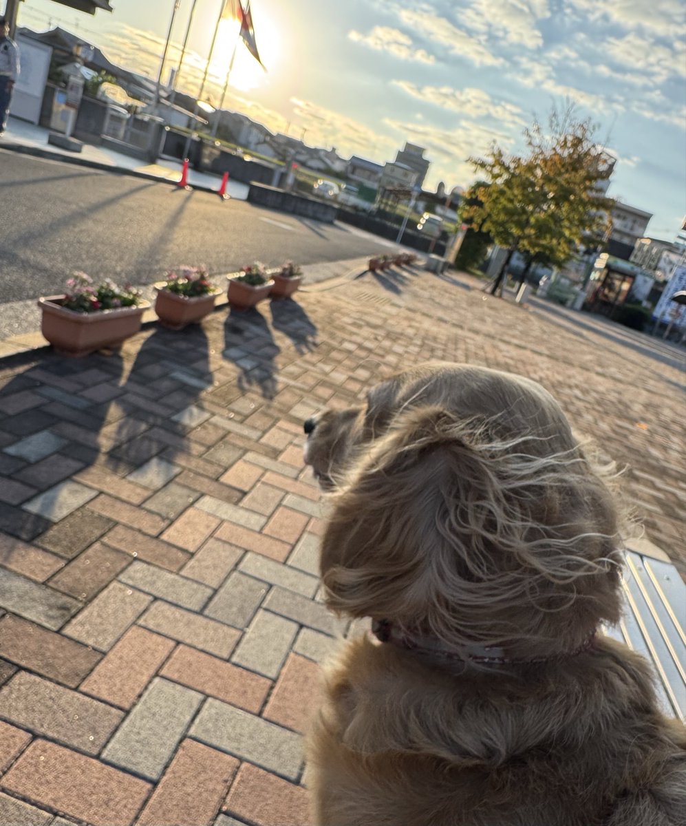 TOMOKO🇯🇵🇩🇪 on X