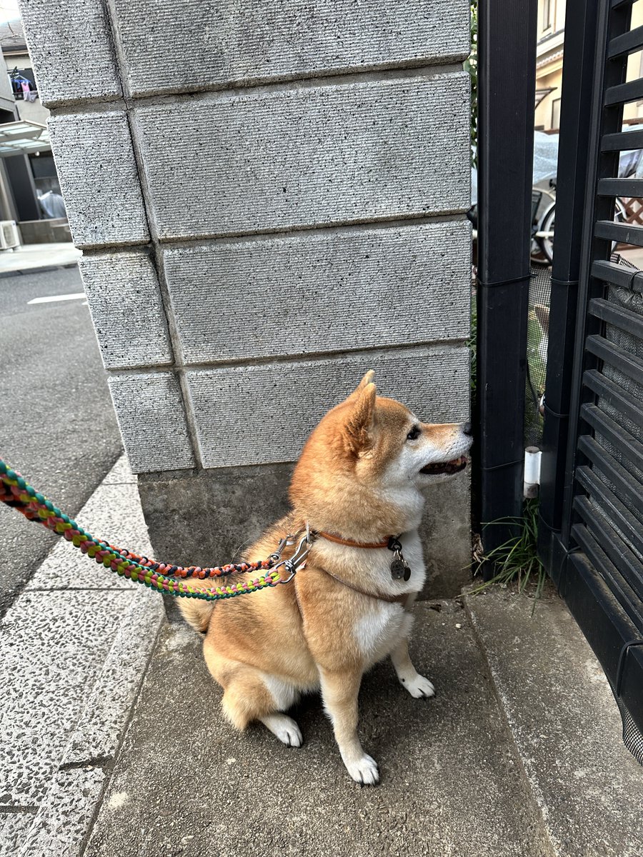 黒柴まぁさん+赤柴ちよちゃん on X